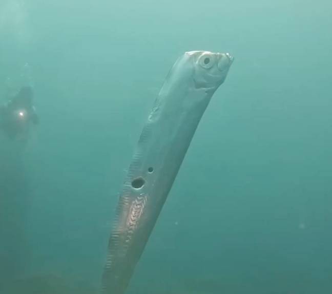 Wang Cheng-Ru espérait que le poisson n'était pas un
