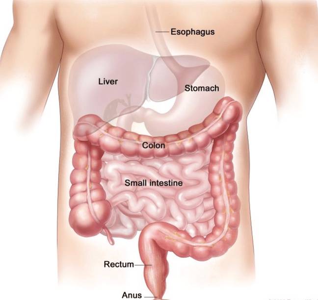 L'insecte a été découvert en train de s'agiter à l'intérieur du côlon de l'homme.  Crédit : gouvernement américain