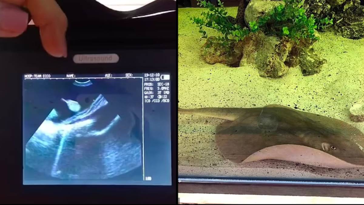 Les experts américains sont inquiets car ils pensent savoir comment Stingray est tombée enceinte sans aucun compagnon dans son aquarium