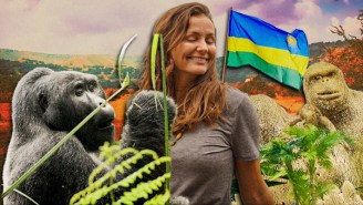 Trekking dans les gorilles, safaris et voyage d'une vie : guide du débutant au Rwanda et en Afrique