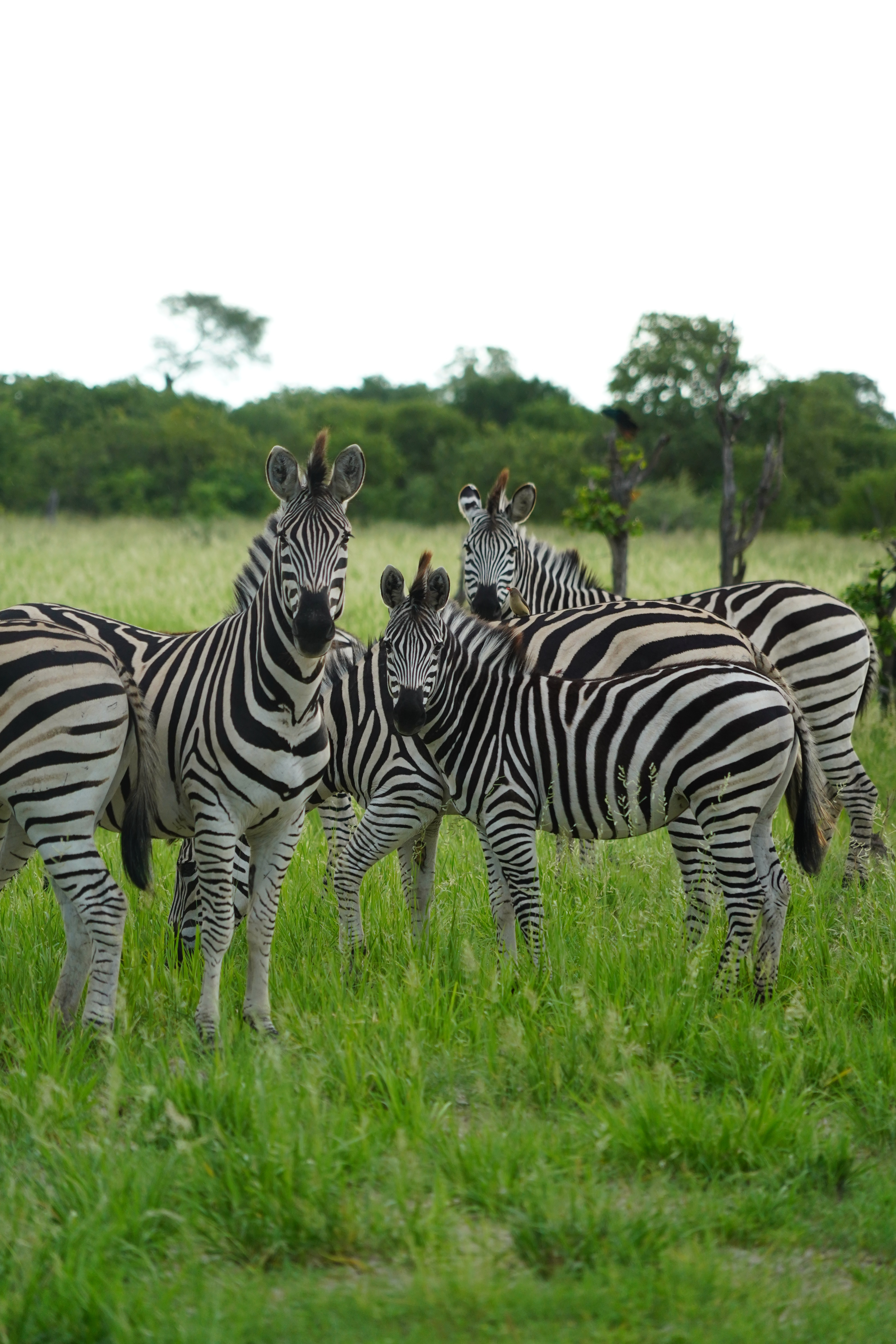Botswana, safari